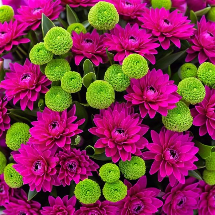 Couleurs Complémentaires du Magenta : Guide Pratique